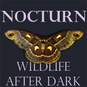 nocturn